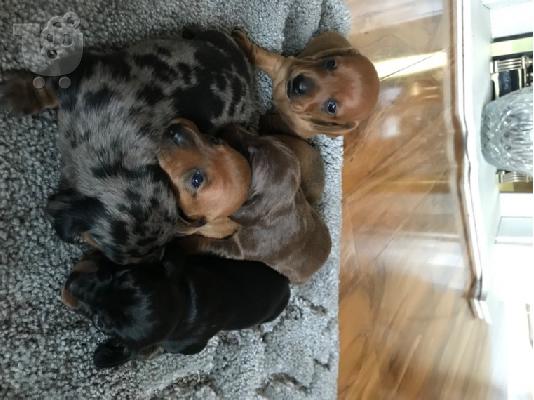 AKC Dachshunds